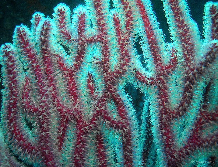 37- Gorgone rouge aux polypes epanouis - Ilot Gi.JPG